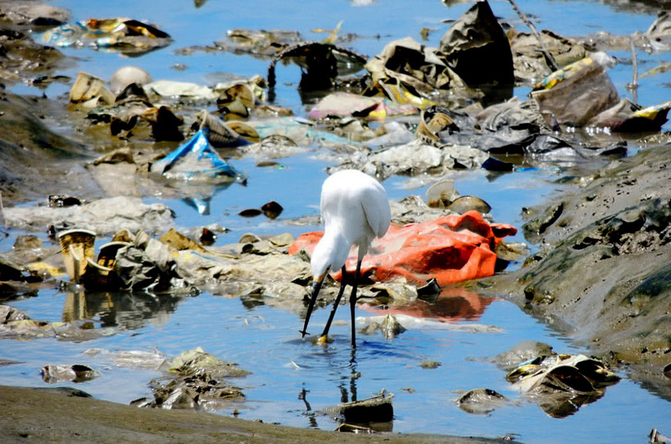 一只鹳鸟在垃圾遍布的河床边觅食：